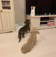 こむぎとおもち。