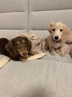 こむぎ（左）とおもち（右）。