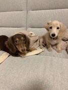 こむぎ(左)とおもち(右)。