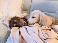 こむぎ（左）とおもち（右）。