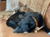 ポーターとベルマン。