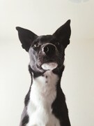 ポーター