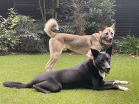 ポーターとベルマン。