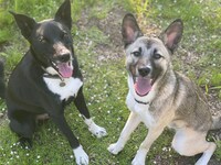 ポーター（左）、ベルマン（右）。