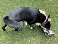 ポーターとベルマン。