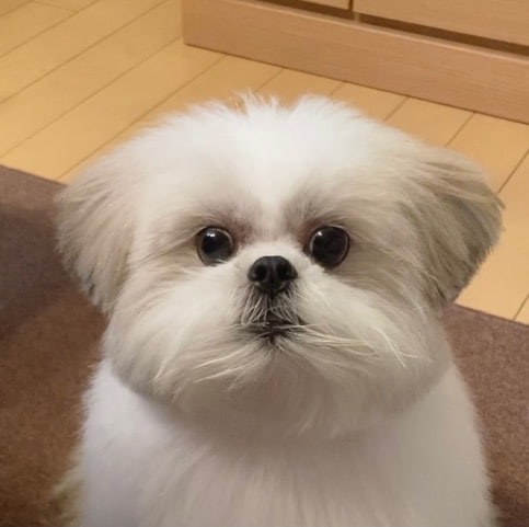 本秀康の愛犬モコゾウがソフビ人形に、描き下ろしイラストをもとに1つ