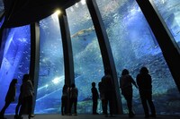 横浜・八景島シーパラダイス、水族館内の大水槽。