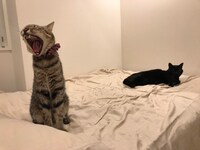 しゃもじ（左）と先生（右）。