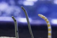 すみだ水族館のチンアナゴ。