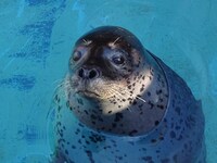 ゴマフアザラシ