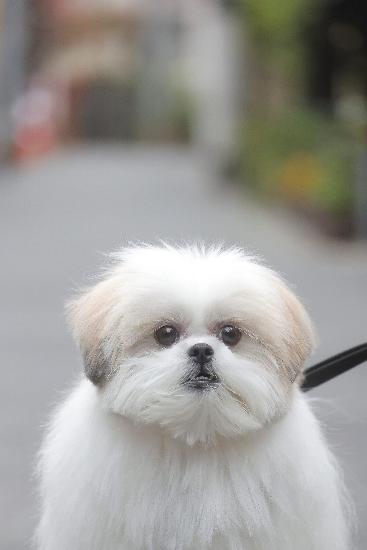 本秀康の愛犬 モコゾウがカルチャー誌の犬特集でカバーボーイに 写真展も開催 コメントあり コミックナタリー