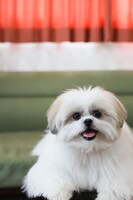 モコゾウ（写真撮影：関由香）