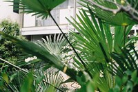 シュロの写真。（写真・日日）