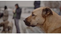 映画「ストレイ 犬が見た世界」より。