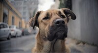 映画「ストレイ 犬が見た世界」より。