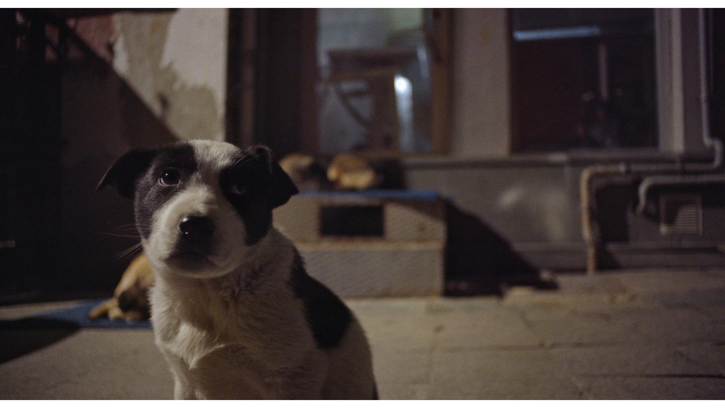 映画「ストレイ 犬が見た世界」より。