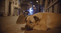 映画「ストレイ 犬が見た世界」より。