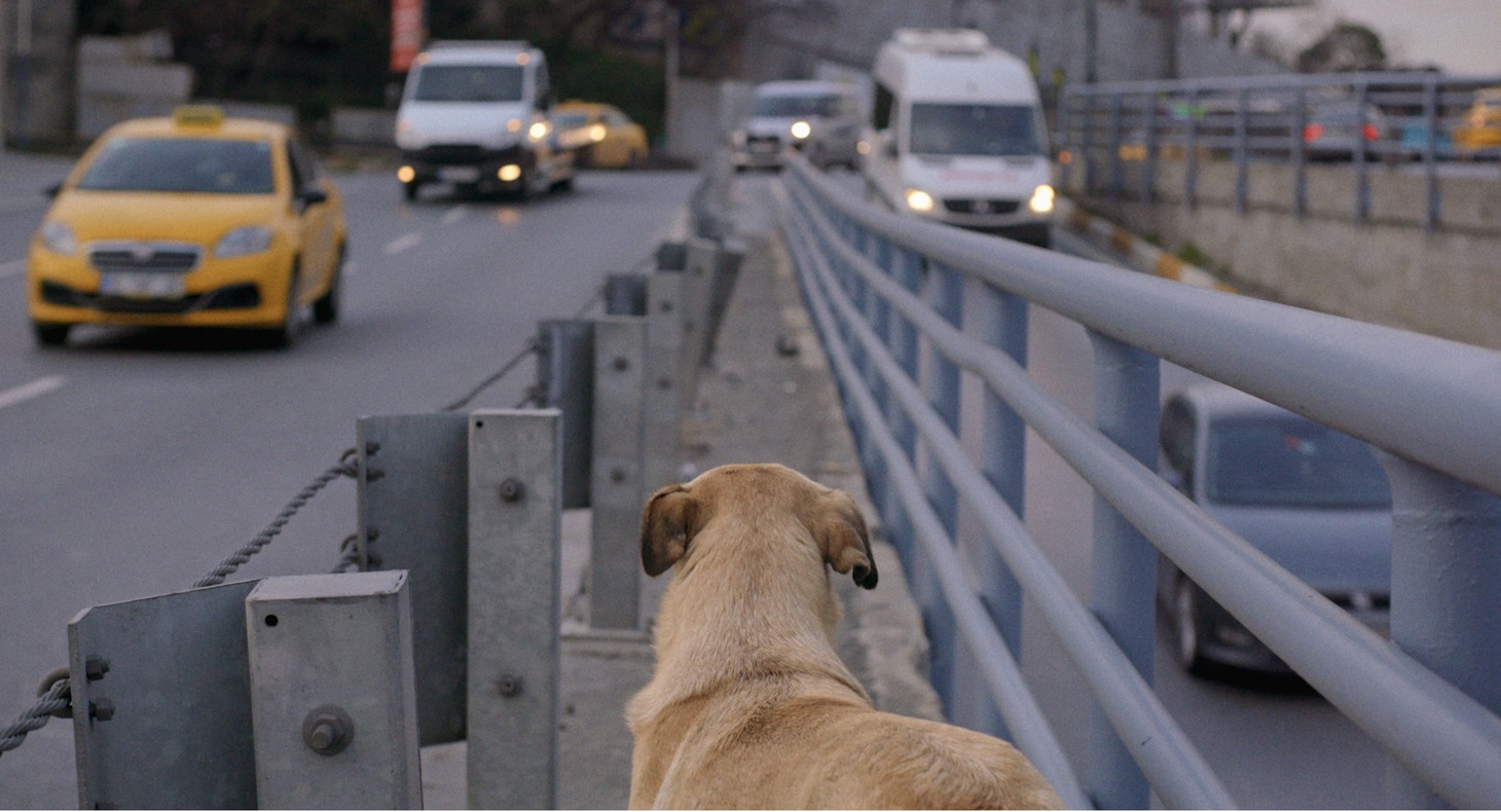 映画「ストレイ 犬が見た世界」より。
