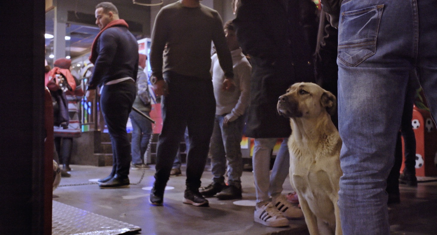 映画「ストレイ 犬が見た世界」より。