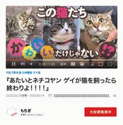 「あたいとネチコヤン ゲイが猫を飼ったら終わりよ!!!!」POP