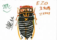 カマキリ先生が描いたエゾゼミ。