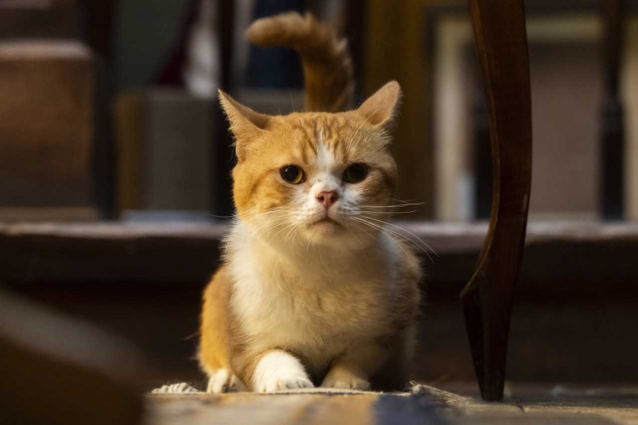 映画「耳をすませば」場面写真