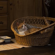 カゴで休んだり、歩いたり「耳をすませば」猫のムーンの場面写真公開、世界猫の日に