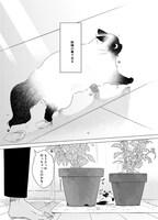 「手のひらねこ」第1話より。