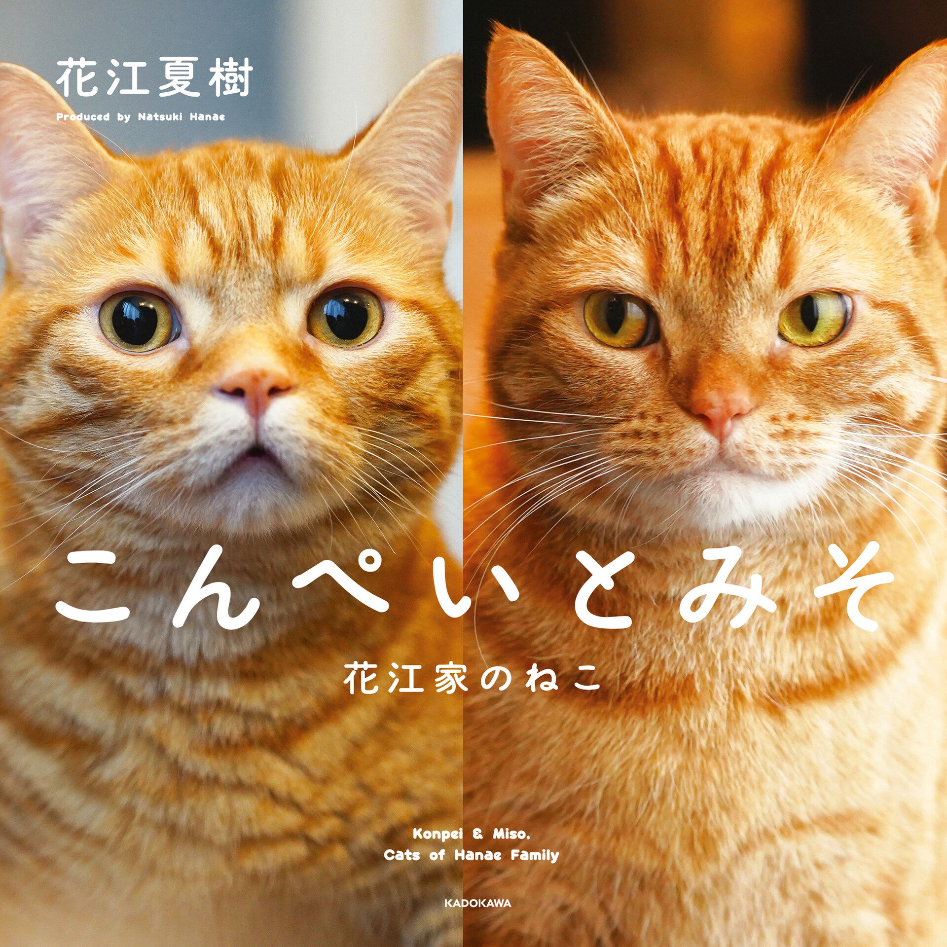花江夏樹の愛猫・こんぺいとみその写真集、自身の撮影＆プロデュースで