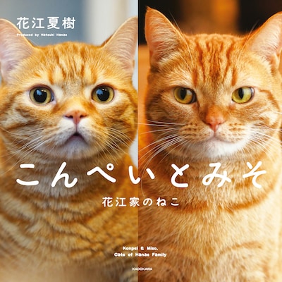 「こんぺいとみそ 花江家のねこ」書影