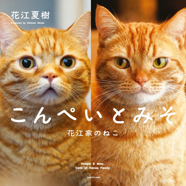 「こんぺいとみそ 花江家のねこ」書影