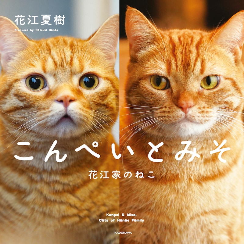「こんぺいとみそ 花江家のねこ」書影