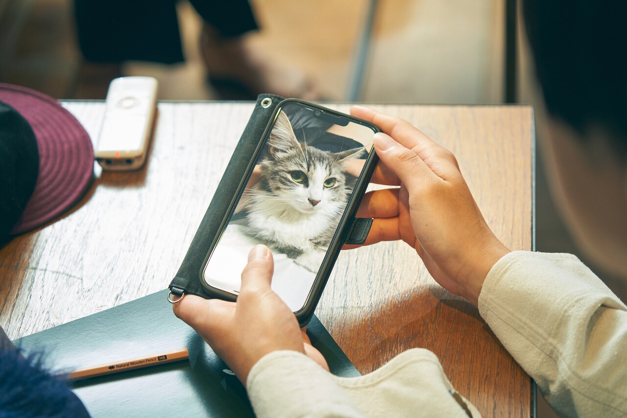 だいふくの品種、ノルウェージャン・フォレスト・キャットは柔らかくふわふわな触り心地の長毛が特徴。堀江さんは白とグレーが切り替わっている部分の色味がお気に入りだそうです。