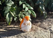 「吸血鬼すぐ死ぬ2 いろんなジョンミニぬいぐるみ」