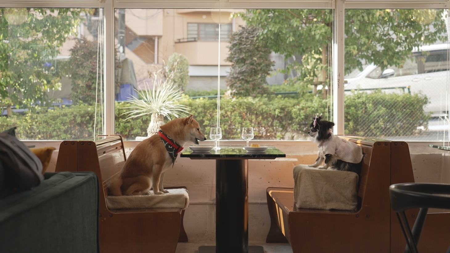 ドラマ「東京犬ラブストーリー」より。 (c)フジテレビ