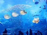 「ちいかわ水族館 in 仙台うみの杜水族館」イメージ