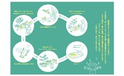 「自宅で湿地帯ビオトープ！ 生物多様性を守る水辺づくり」より。