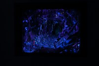 「風の谷のナウシカ 王蟲の世界」 (c)Studio Ghibli