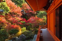 山科の古刹・毘沙門堂門跡の本堂から庭園を望む。11月中旬には紅葉が盛りとなる。