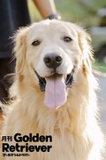 月刊ゴールデンレトリバーのイメージ。