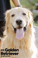 月刊ゴールデンレトリバーのイメージ。