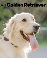 月刊ゴールデンレトリバーのイメージ。