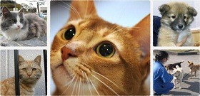 わんにゃん支援活動の紹介画像