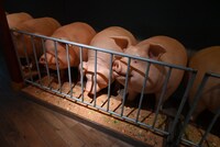 「ジブリの大倉庫」の「3つの企画展示」の展示。