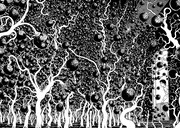 「血玉樹」1993年 (c)ジェイアイ／朝日新聞出版