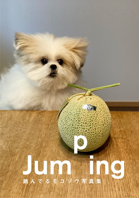 「Jumping 跳んでるモコゾウ写真集」