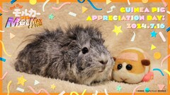 「PUI PUI モルカー」新声優にアビシニアンモルモットの糸さん　動画＆ビジュアル公開