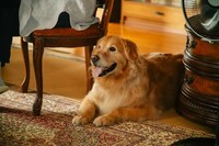 ドラマ「三ツ矢先生の計画的な餌付け。」先行カット