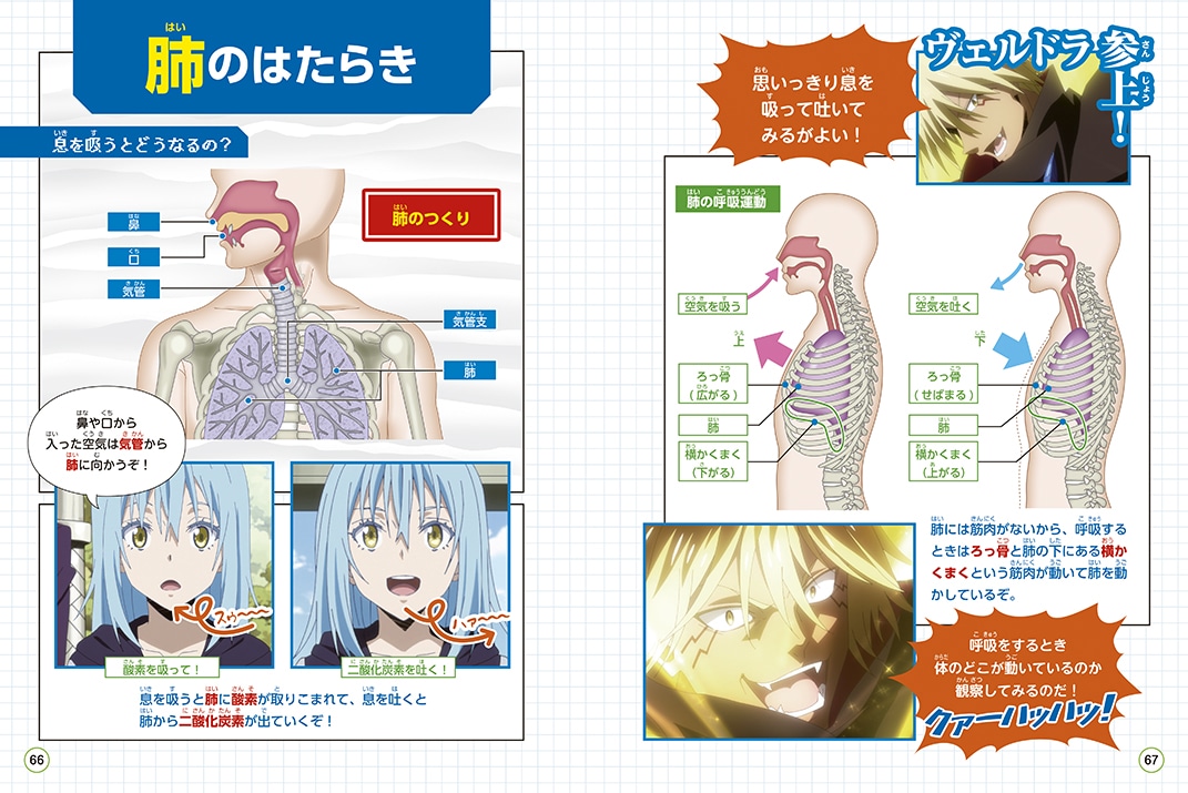 「転生したらスライムだった件で学べるBOOK 人体」より。