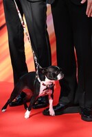 岩浪美和の愛犬。